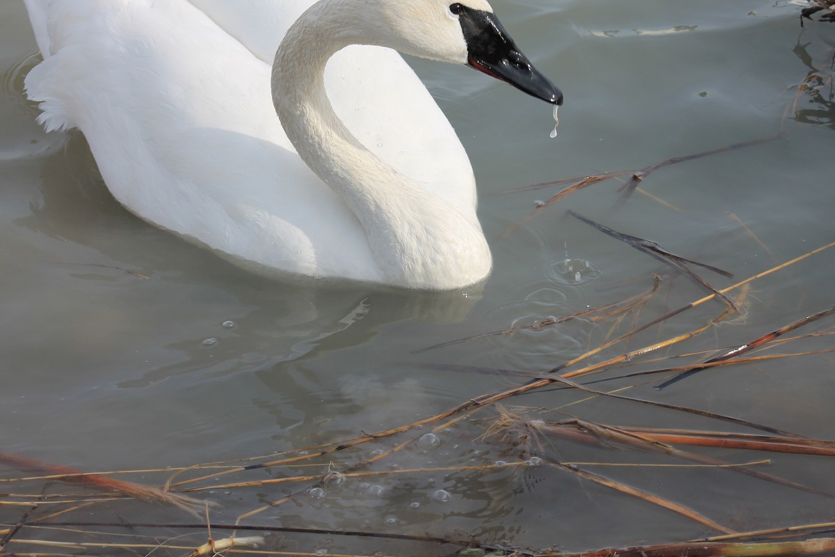 Cygne trompette - ML90868721