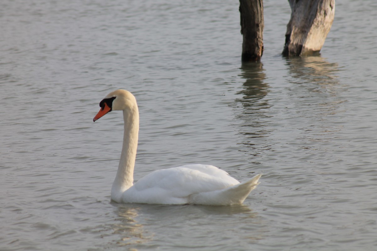 Cygne tuberculé - ML90868831