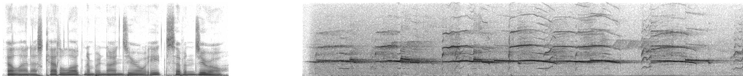 Slate-colored Hawk - ML90870