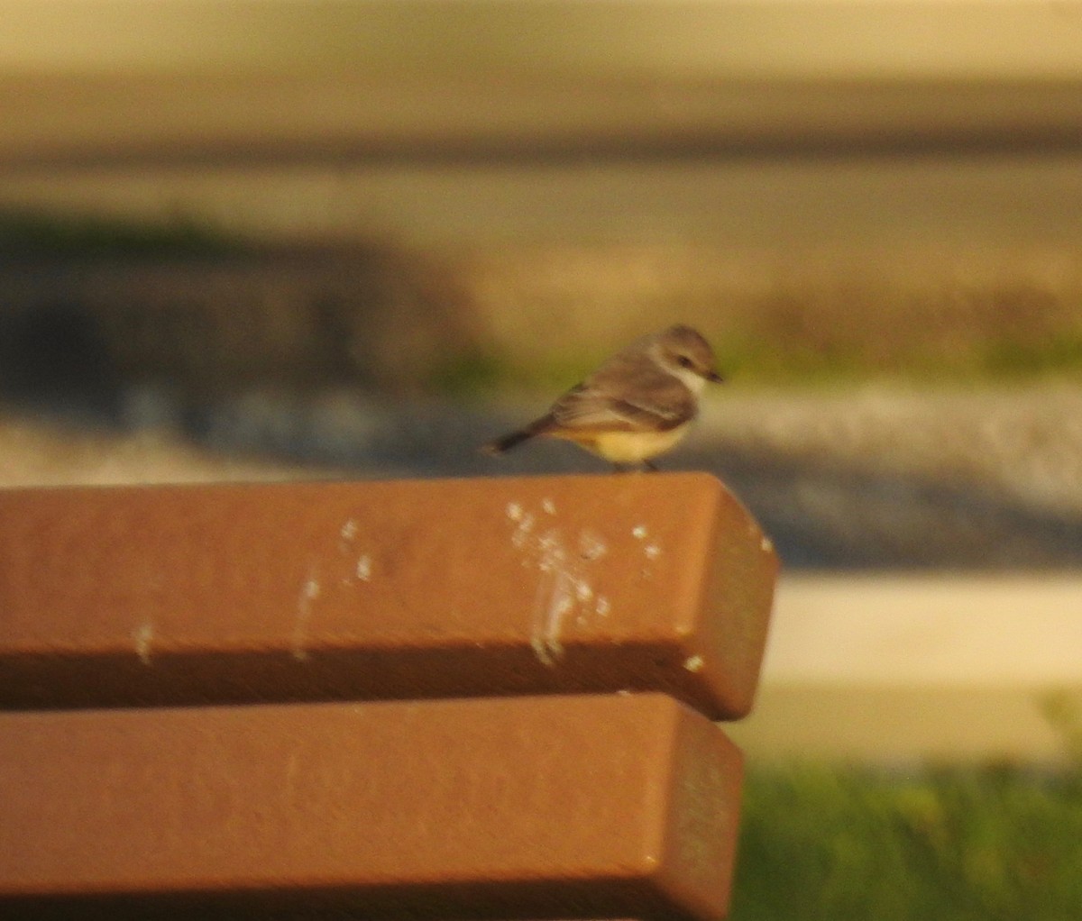 Vermilion Flycatcher - ML90870241