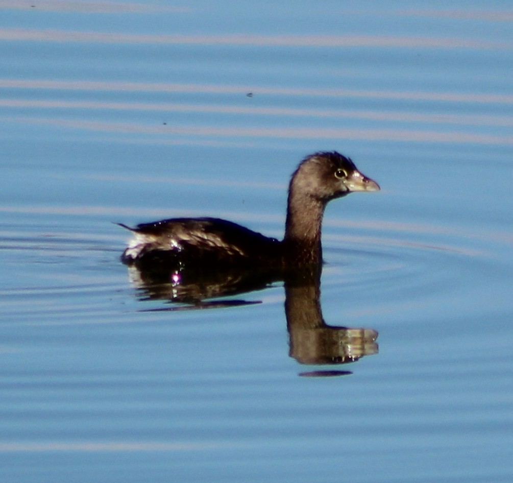 Pied-billed Grebe - ML90870521