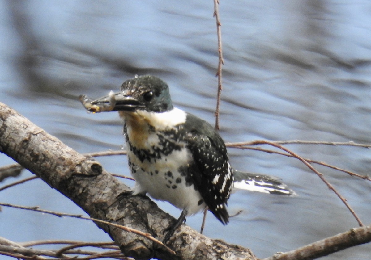 Green Kingfisher - ML90870821