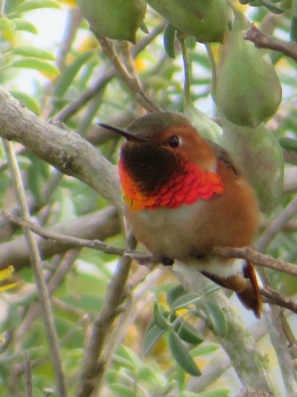 chaparralkolibri - ML90874251