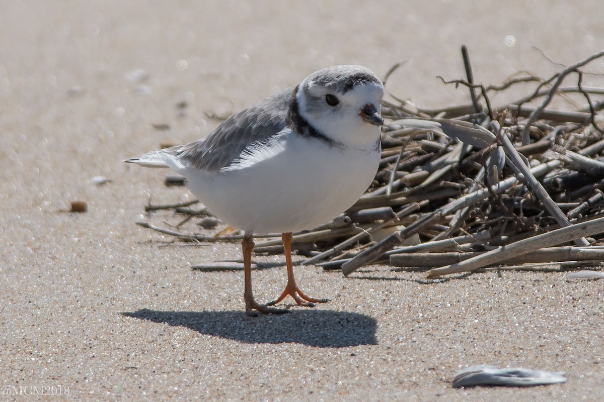 Piping Plover - Mary Catherine Miguez
