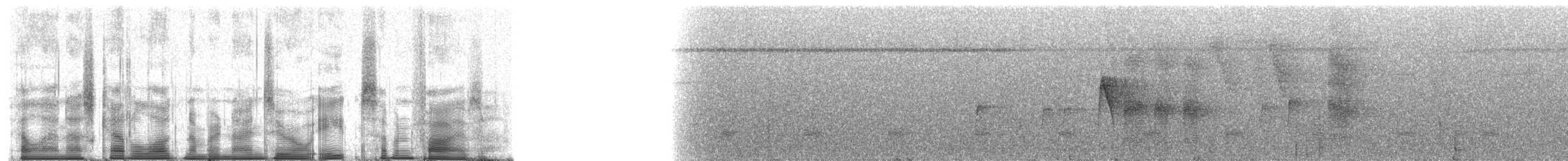 Round-tailed Manakin - ML90875