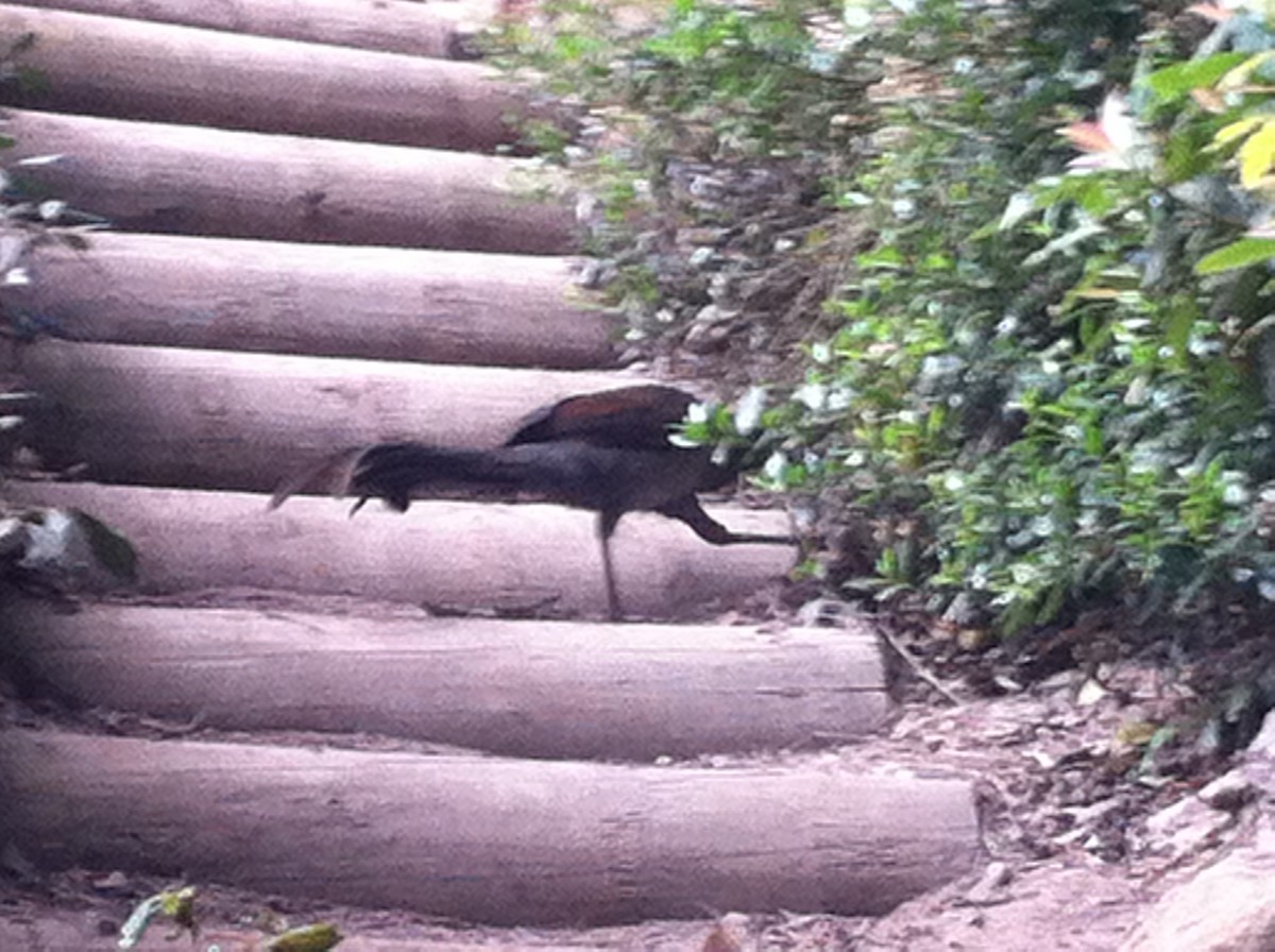 Superb Lyrebird - Conor Horgan