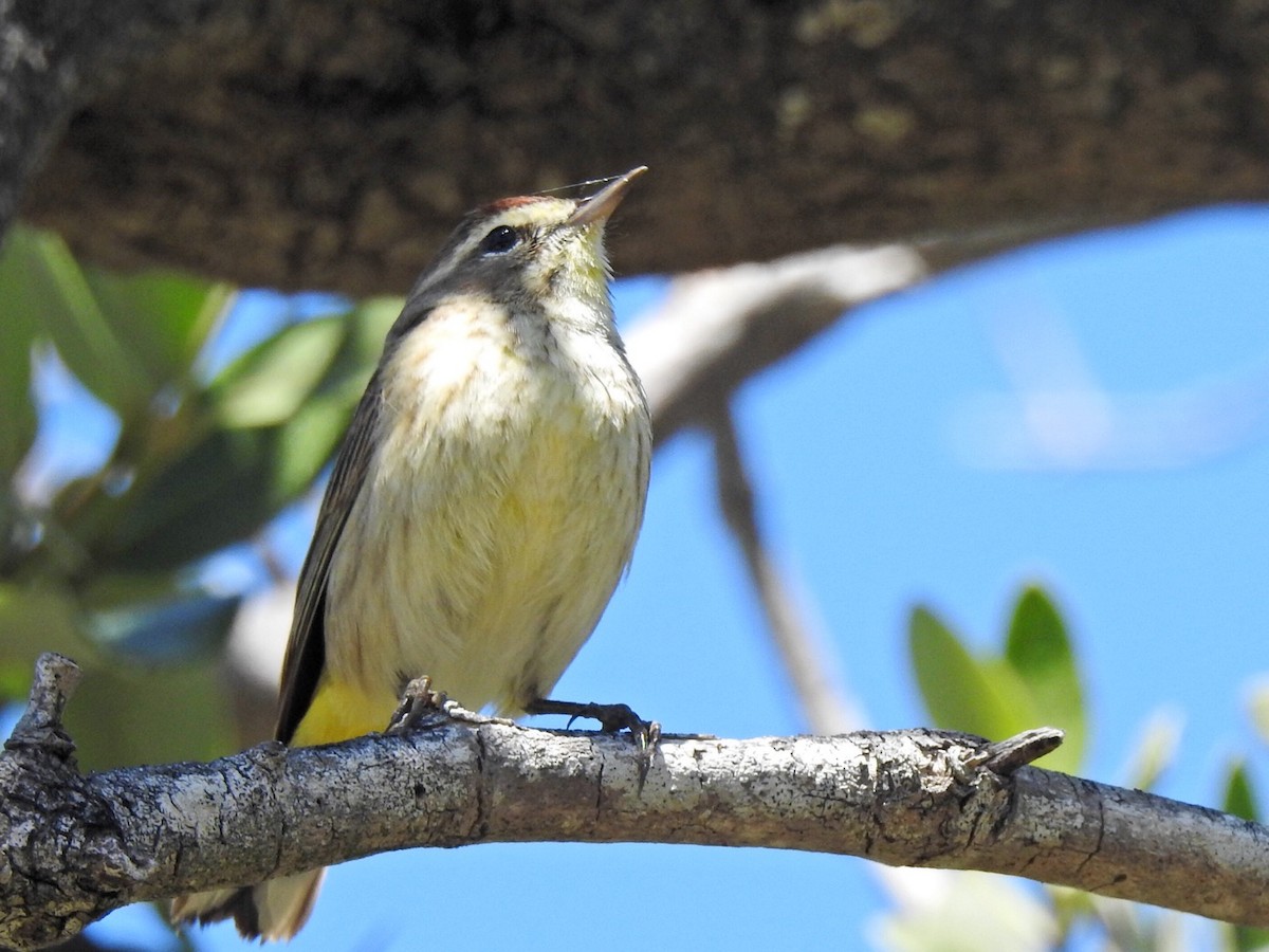 lesňáček bažinný (ssp. palmarum) - ML90875521