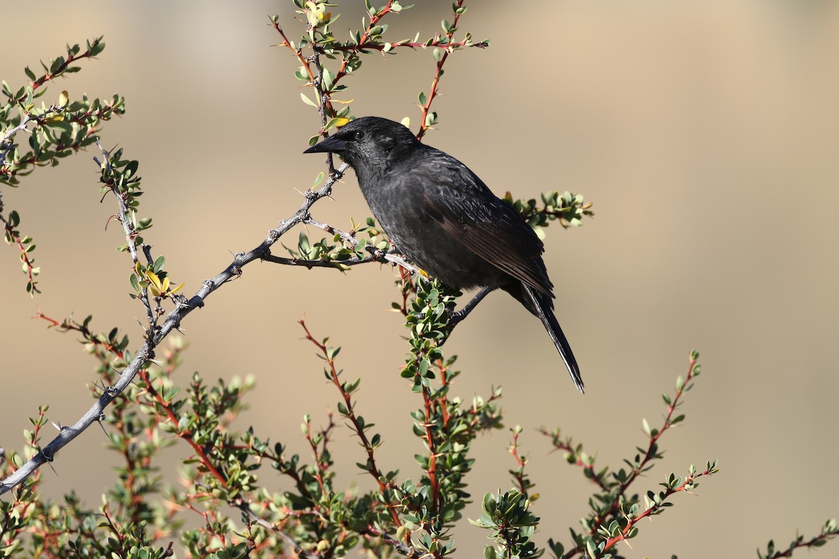 Austral Blackbird - ML90876691