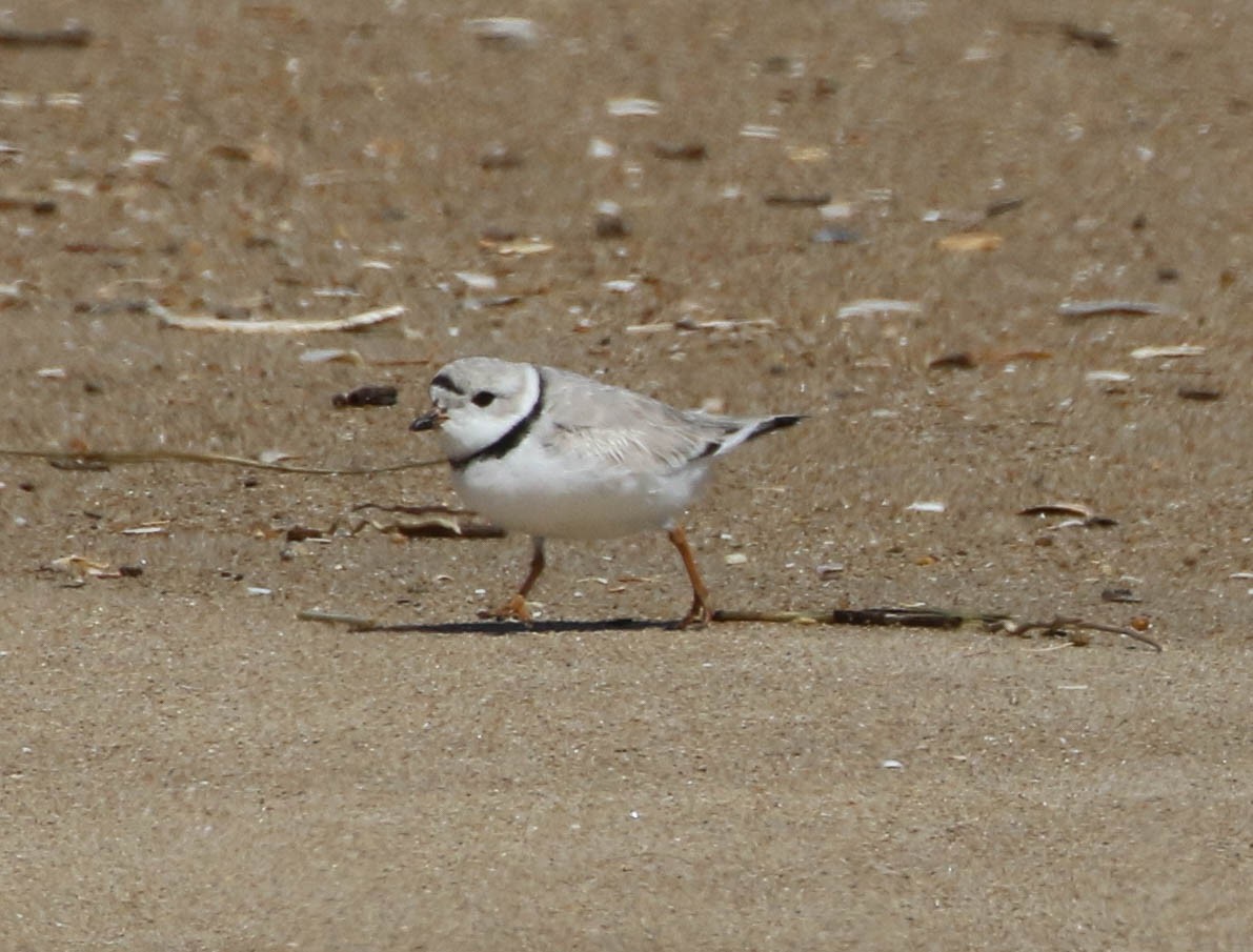 Piping Plover - Karen & Tom Beatty