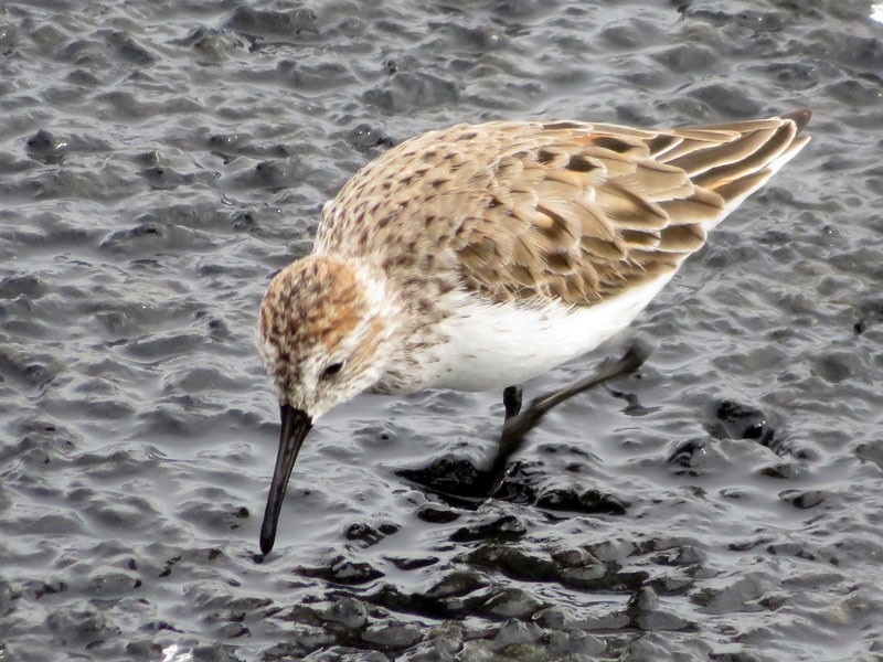 Western Sandpiper - ML90880481