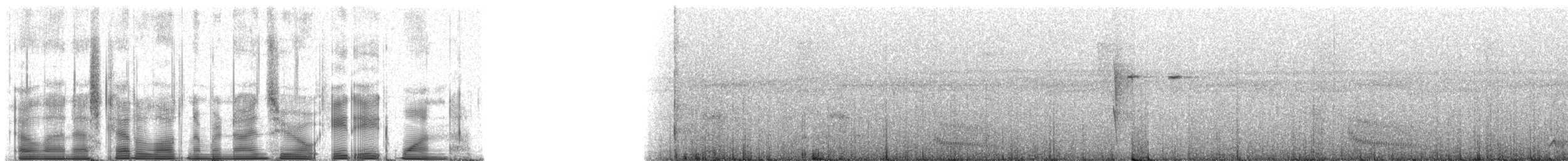 White-throated Antbird - ML90881