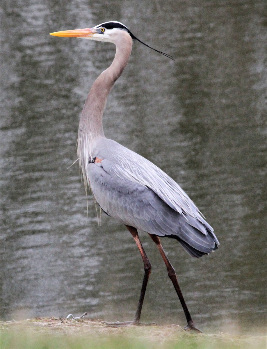 Great Blue Heron - Becky Lutz