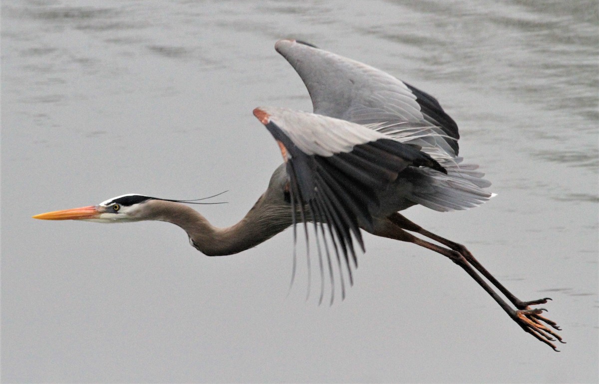 Great Blue Heron - Becky Lutz