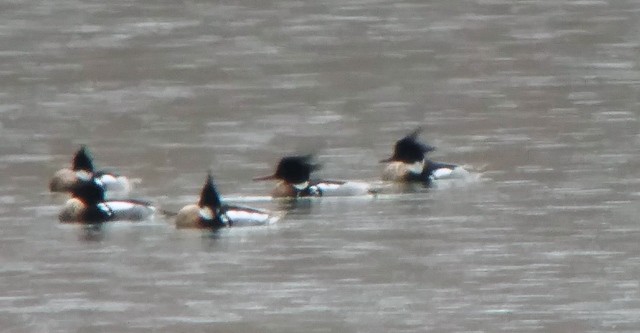 Red-breasted Merganser - ML90881461