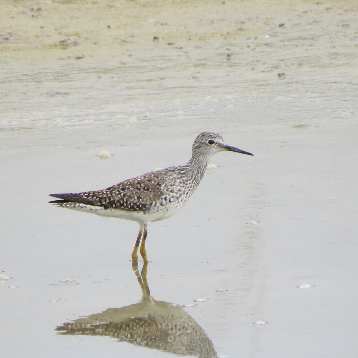 Lesser Yellowlegs - Kathleen Dvorak