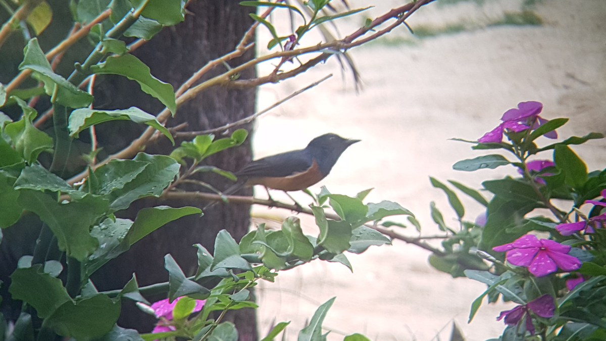 Vanikoro Flycatcher - ML90882841