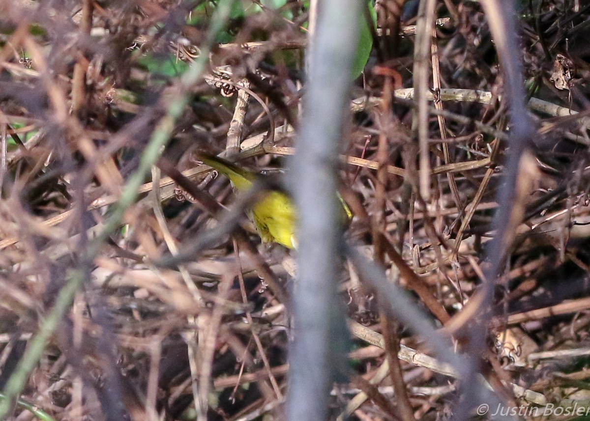 Dickichtwaldsänger - ML90884511