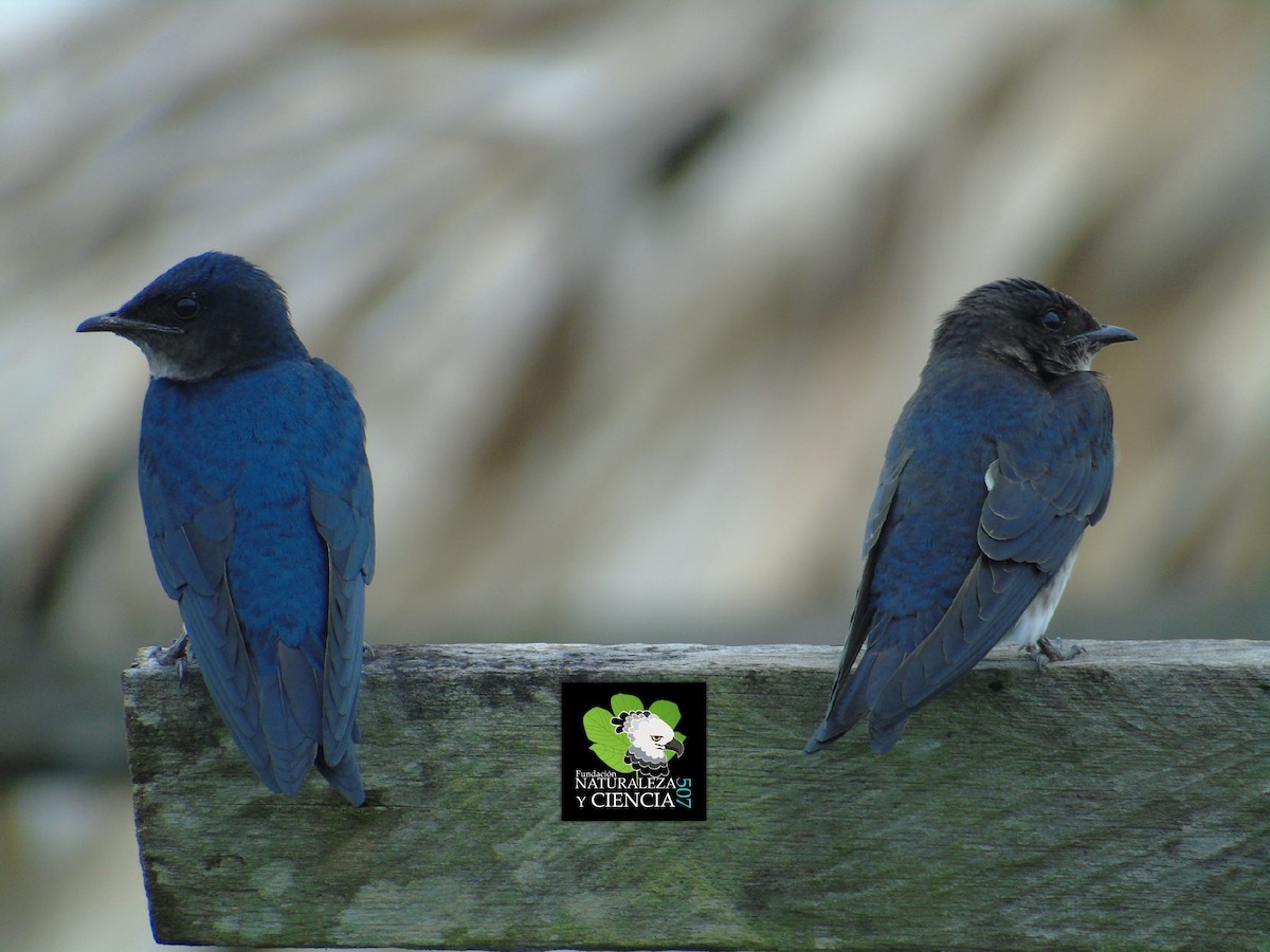 Gray-breasted Martin - ML90885391