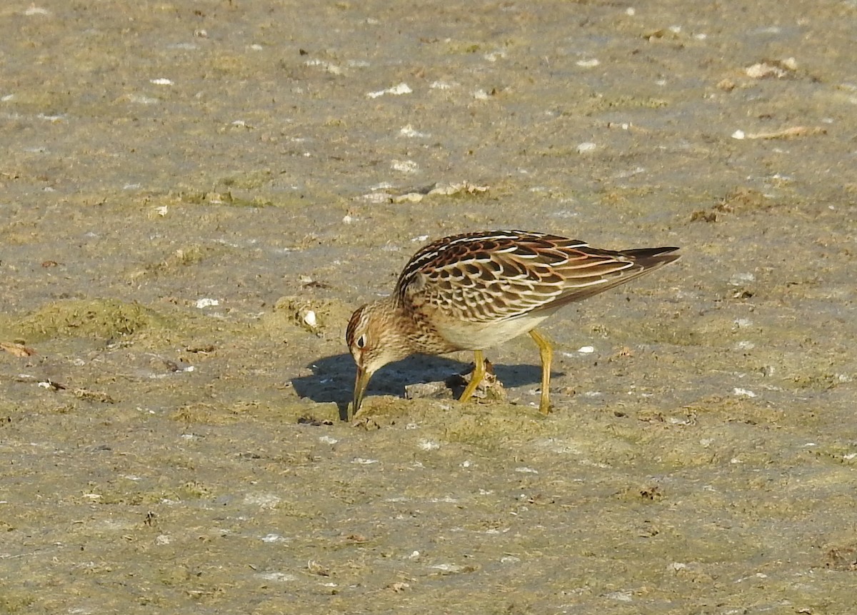 Pectoral Sandpiper - ML90885651