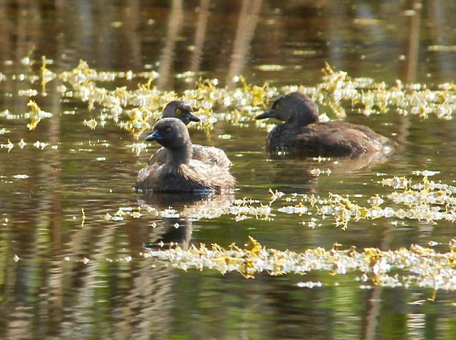 Least Grebe - Stuart White