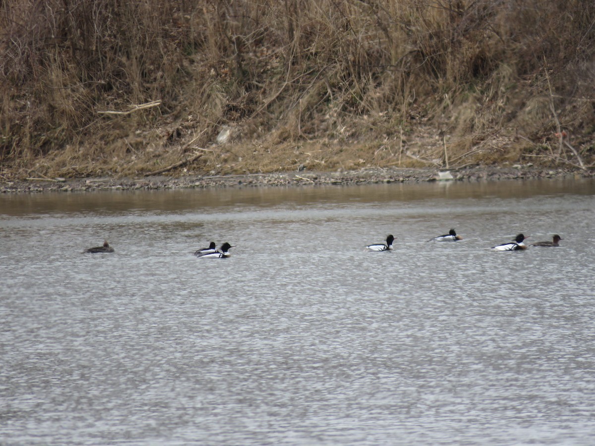 Red-breasted Merganser - ML90886851