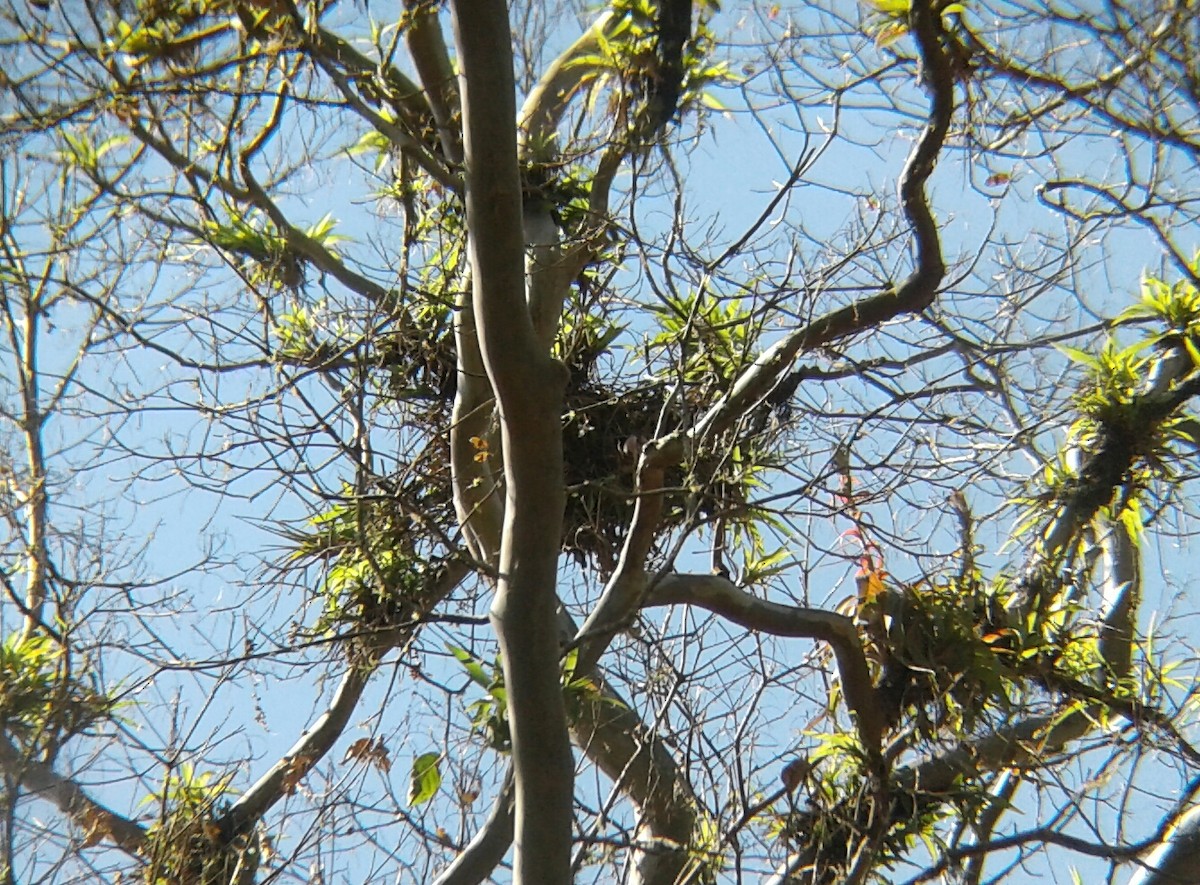 Roadside Hawk - ML90887361