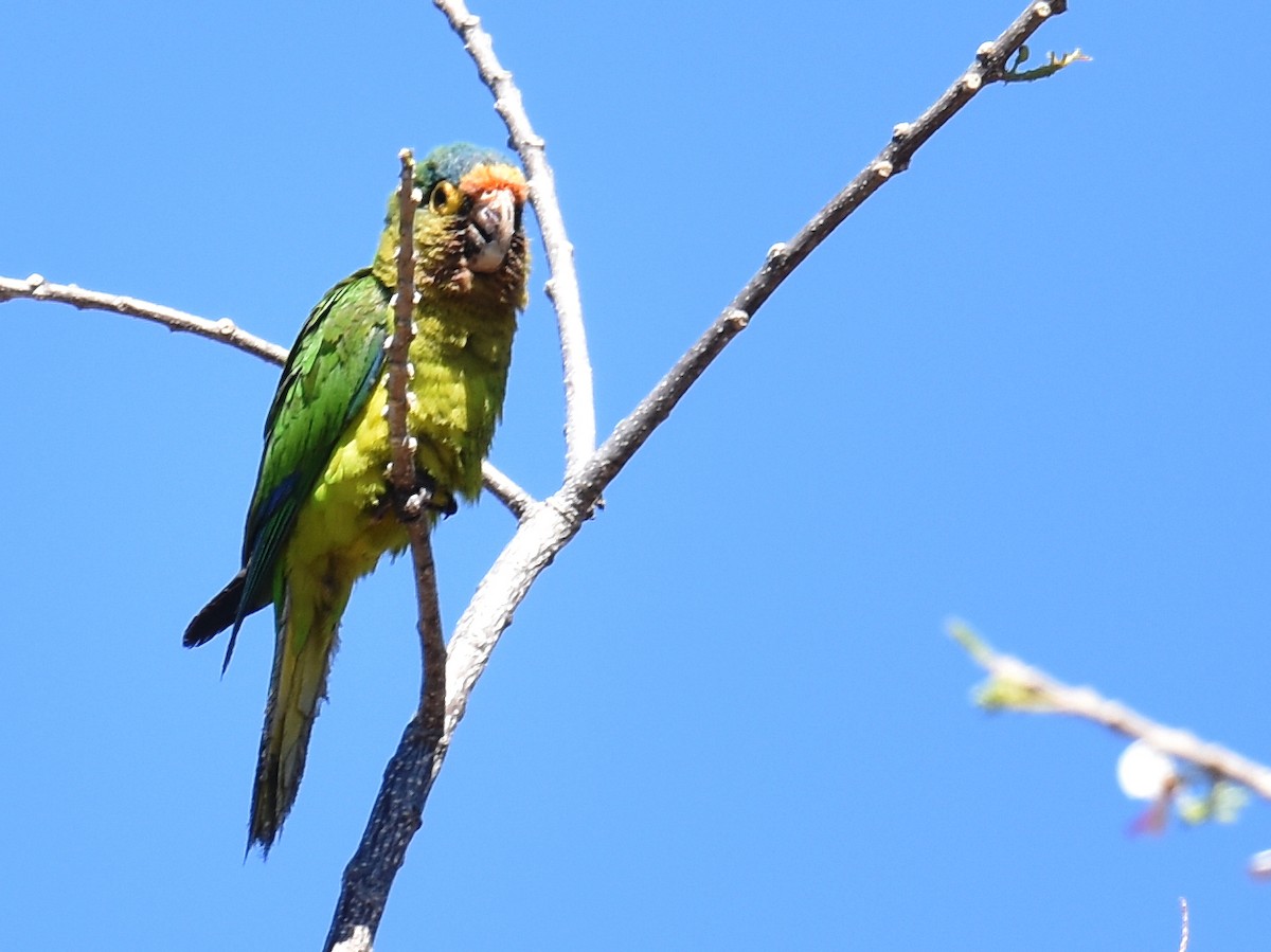 Orange-fronted Parakeet - ML90887771