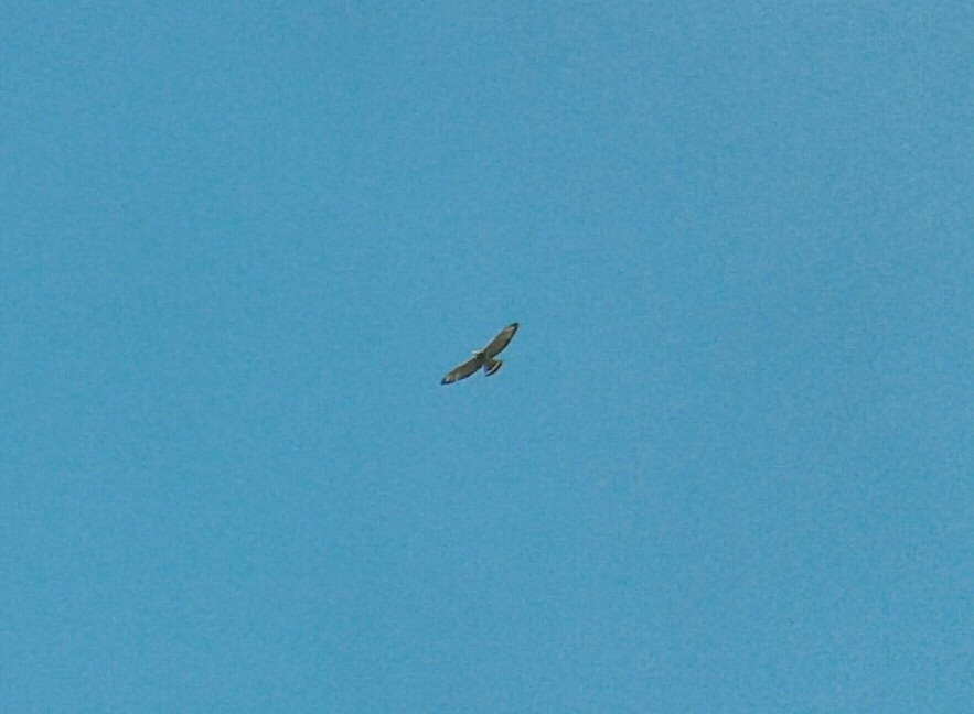 Broad-winged Hawk - ML90887891
