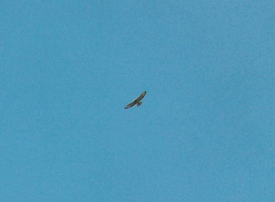 Broad-winged Hawk - Rudy Botzoc @ChileroBirding