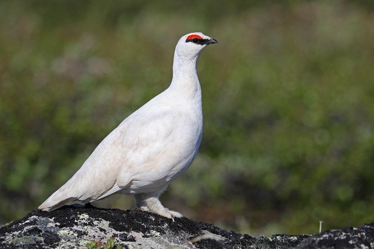 Rock Ptarmigan - Cameron Eckert