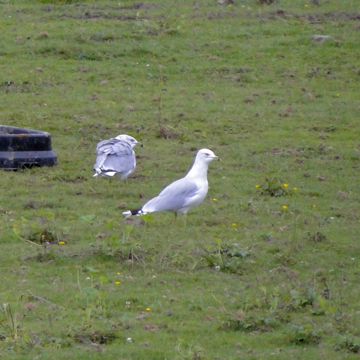 Ring-billed Gull - ML90890841