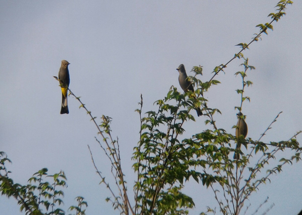 Gray Silky-flycatcher - ML90890921