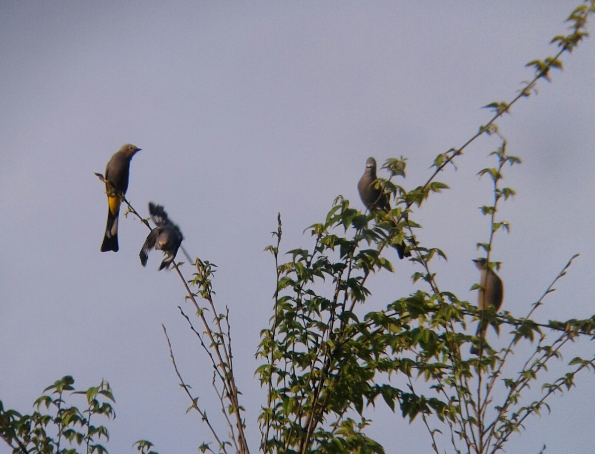 Gray Silky-flycatcher - ML90890941