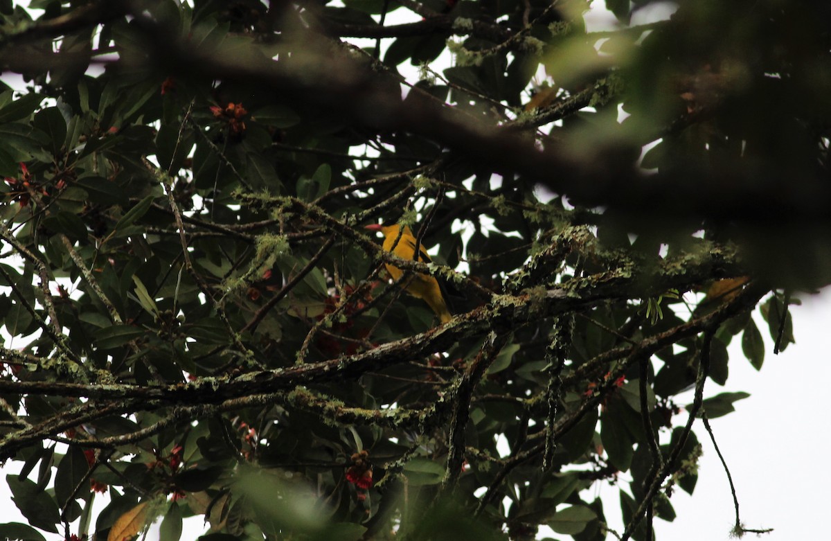 Black-naped Oriole - ML90893731