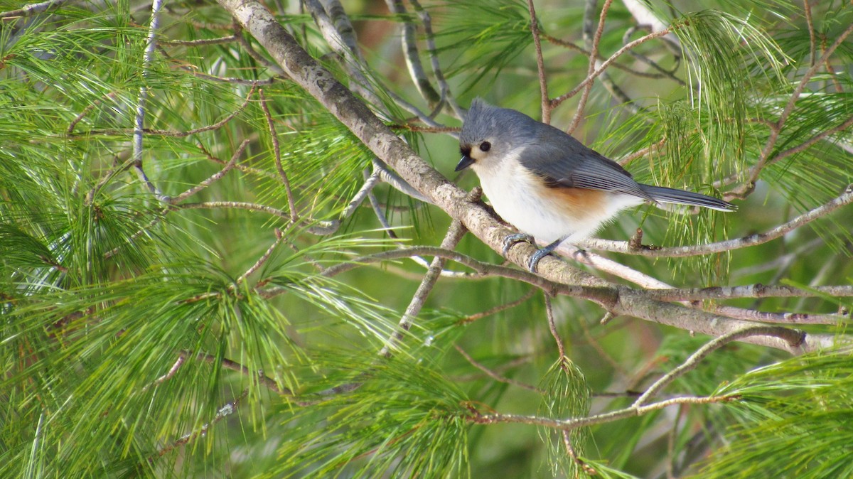 Tufted Titmouse - ML90894561