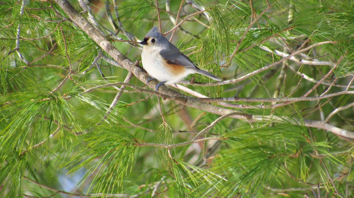 Tufted Titmouse - ML90894641