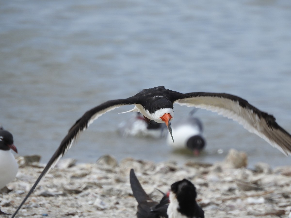 Black Skimmer - ML90895461