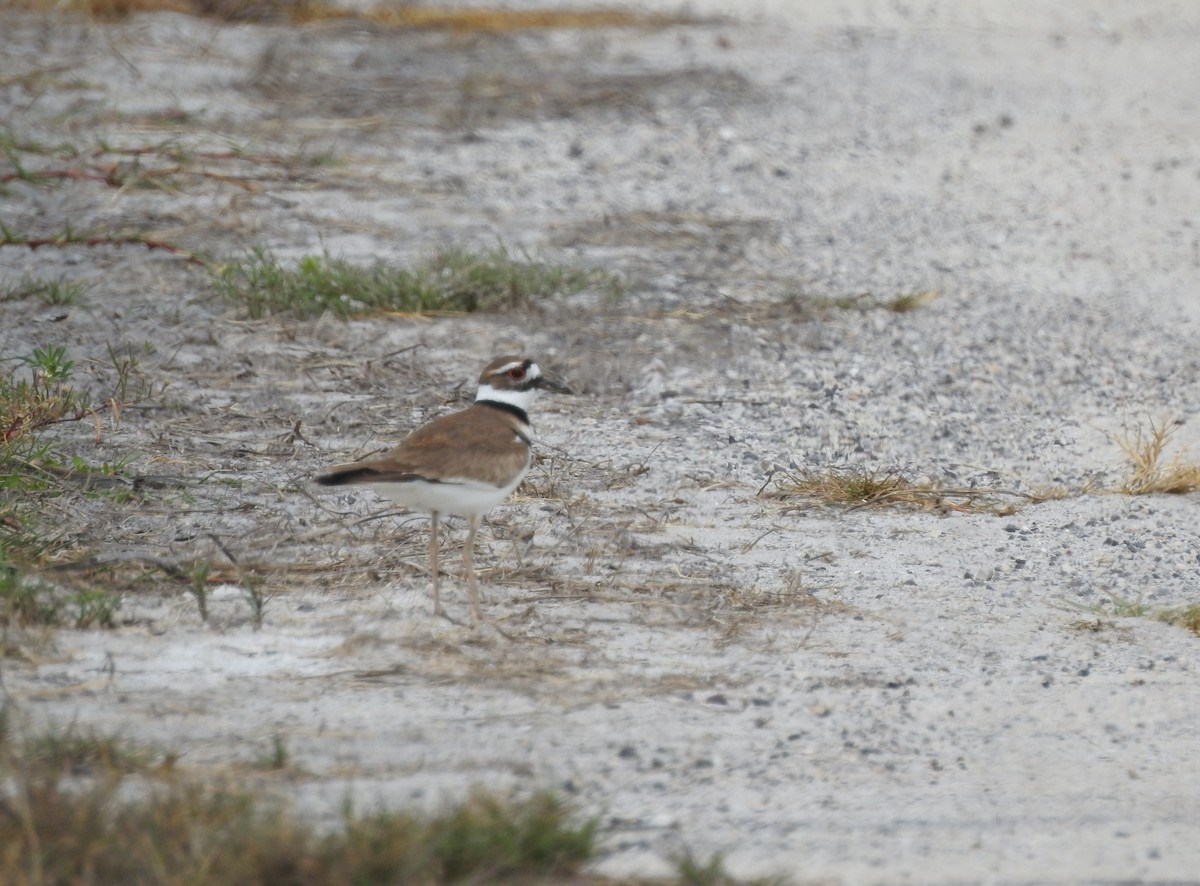 Killdeer - ML90895511