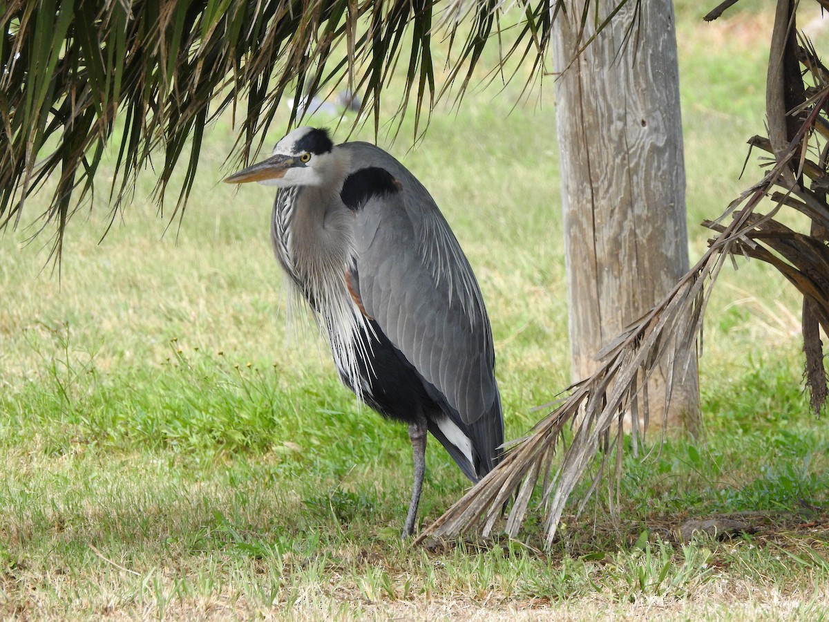 Great Blue Heron - ML90895621