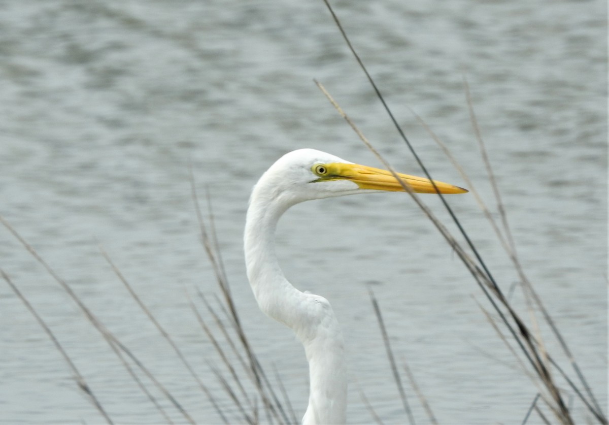 Great Egret - ML90895671