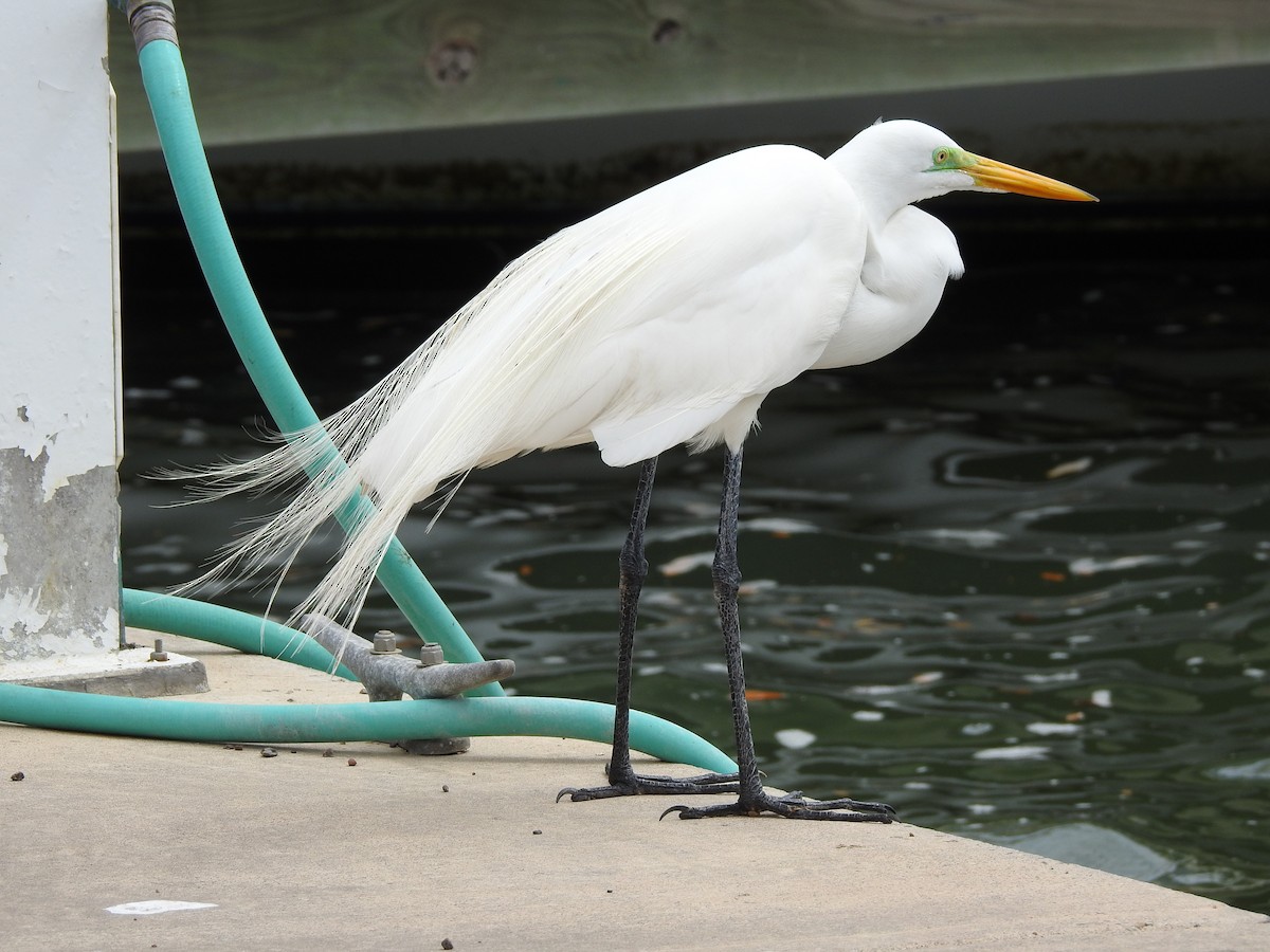 Great Egret - ML90895691