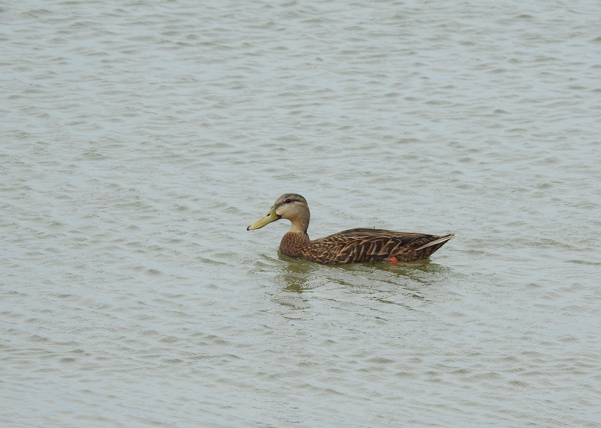 Mottled Duck - ML90895821