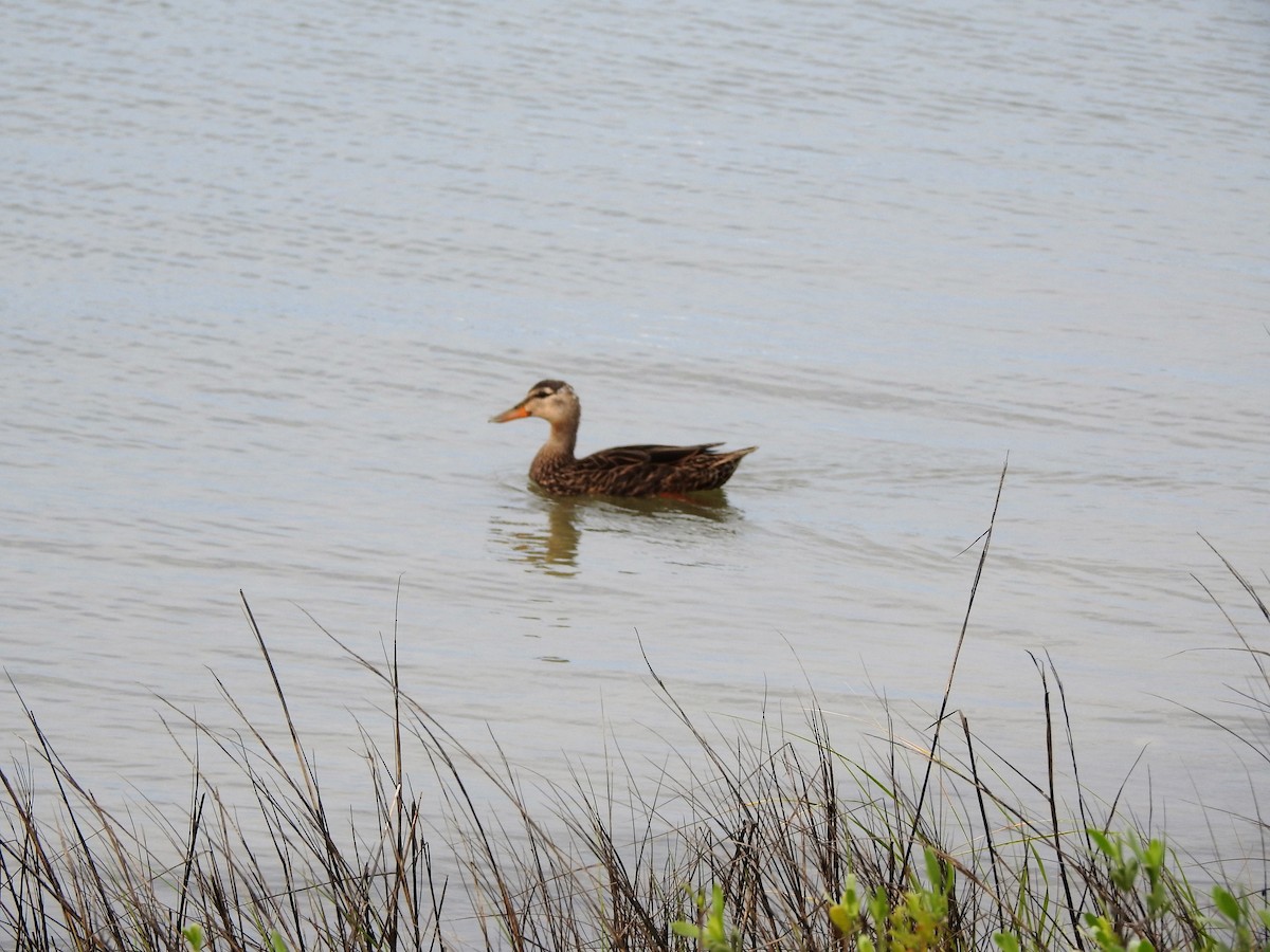 Mottled Duck - ML90895831