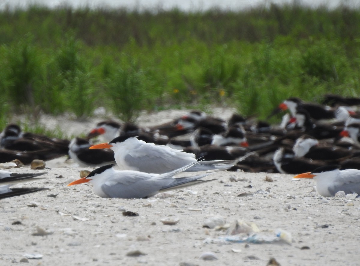 Royal Tern - ML90895861