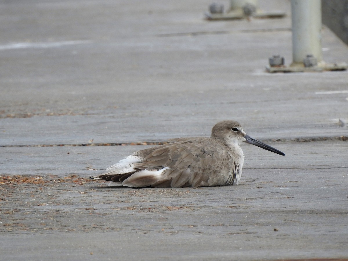 Willet - ML90895931