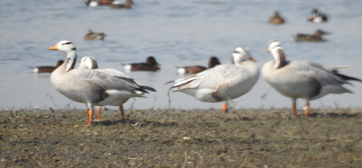 Bar-headed Goose - ML90896641