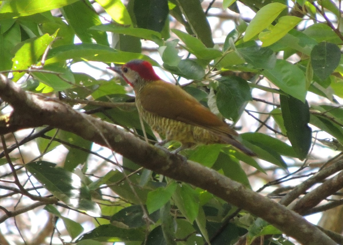 Golden-olive Woodpecker - Mark Yoder