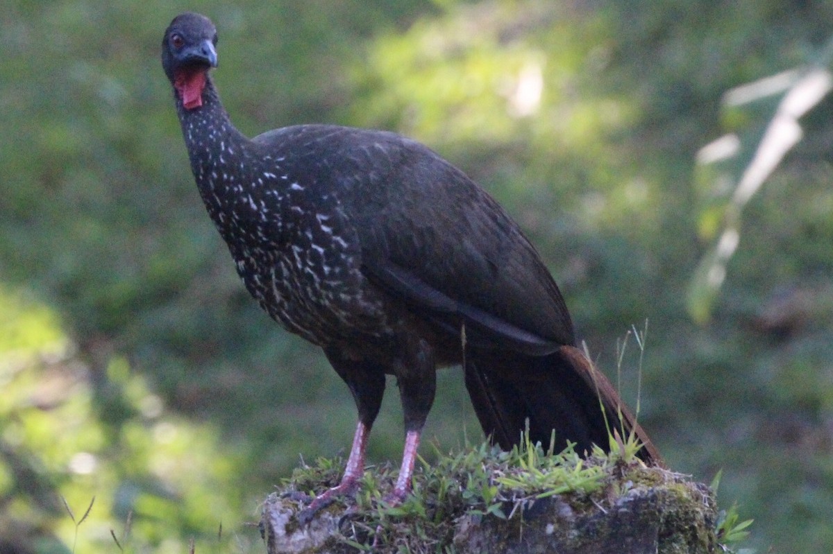 Crested Guan - Jodhan Fine