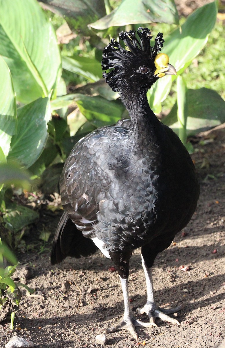 Great Curassow - Jodhan Fine