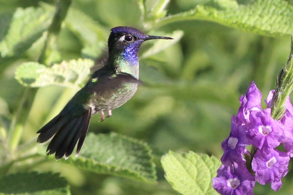Violet-headed Hummingbird - Jodhan Fine